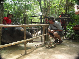 20090417 Half Day Safari - Elephant  85 of 104  001